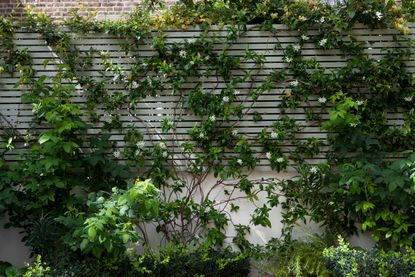 Trellis ideas for gardens: 15 chic screens to add plants, privacy and ...