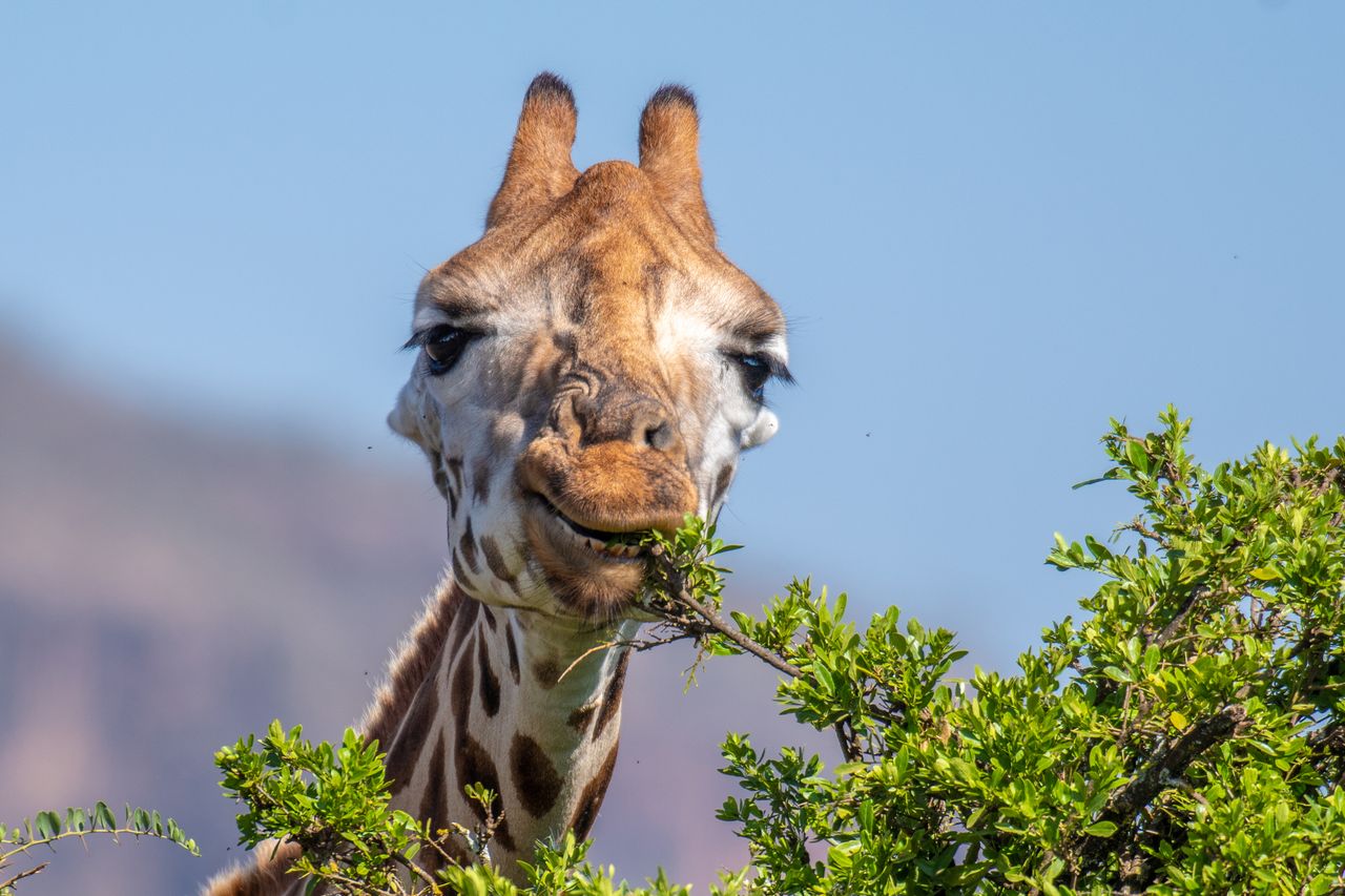 The Week contest: Giraffe story