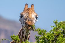 A giraffe eats leaves from a tree.