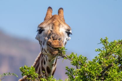 A giraffe eats leaves from a tree.