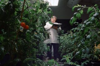 Dr. Andrew Palmer of the Aldrin Space Institute at Florida Tech led a team of 14 astrobiologists to grow Heinz premium-quality ketchup tomatoes under the same conditions found on Mars.