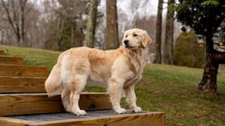 golden retriever