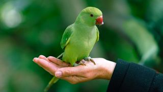 Parakeet sitting on persons palm