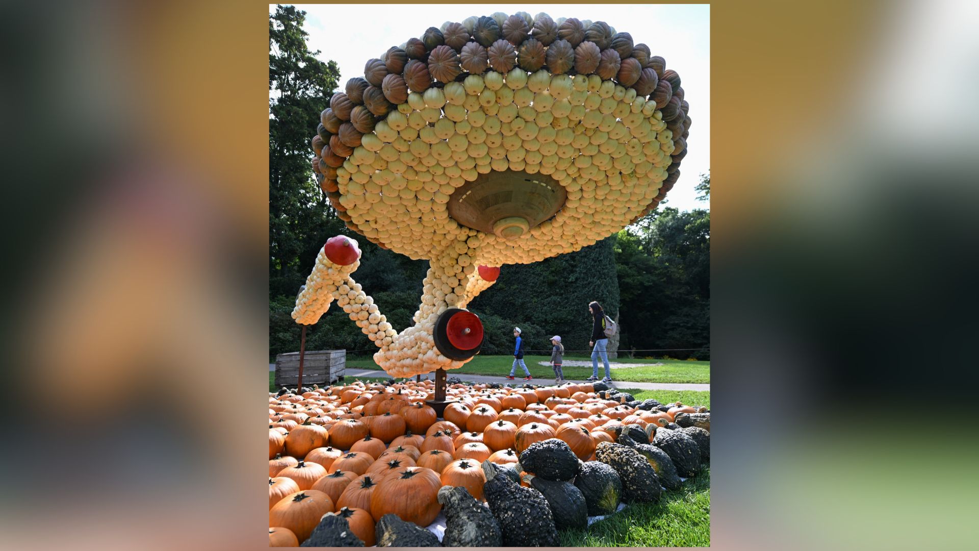 A large sculpture of the USS Enterprise from 'Star Trek' is created entirely out of pumpkins, and sits above a patch of orange pumpkins outside on a grassy lawn.