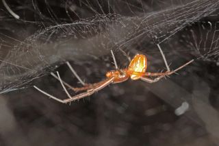 A male <em>Manogea porracea</em> spider on its web.