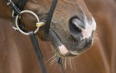 http://www.horseandhound.co.uk/features/9-things-not-say-equestrian-544688