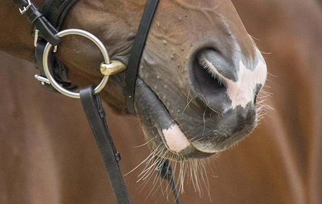 https://www.horseandhound.co.uk/features/9-things-not-say-equestrian-544688