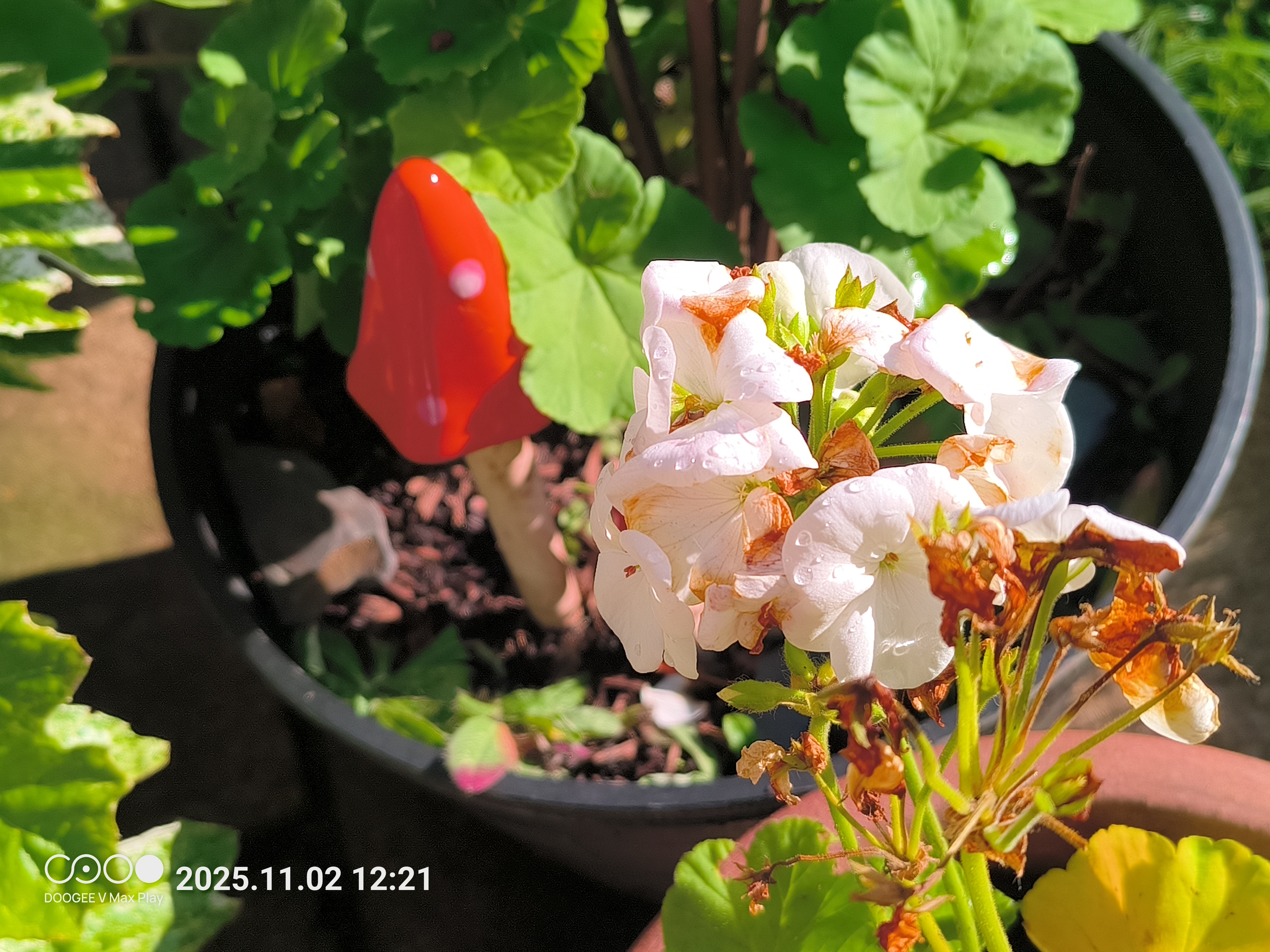 Doogee V Max Play Example images