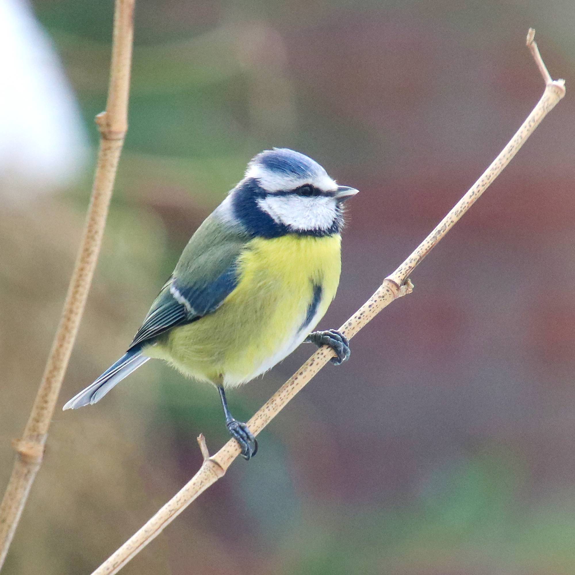 A Eurasian blue tit on the bare branch of a shrub