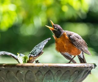 American robin singing on bird bath