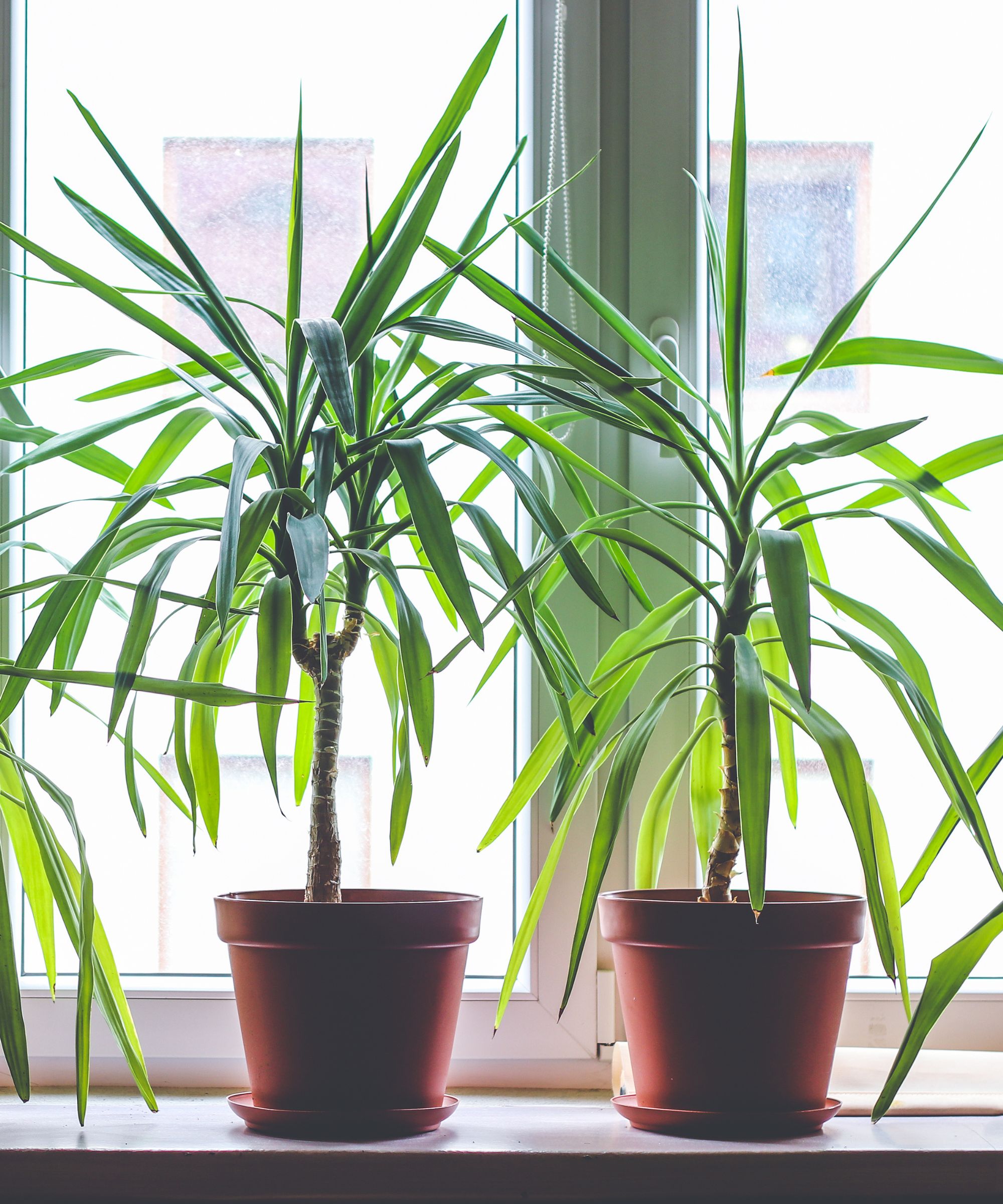 Dragon trees in terracotta pots on a windowsill