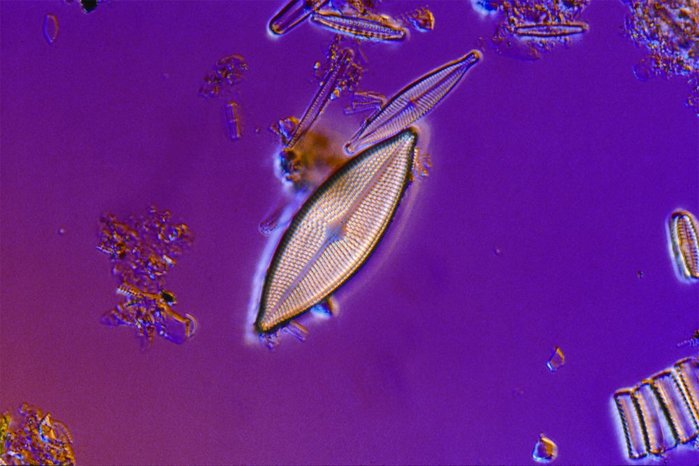 Фитопланктон образован. Фитопланктон диатомовые водоросли. Диатомовый планктон. Диатомовый планктон под микроскопом. Диатомовые водоросли под микроскопом.