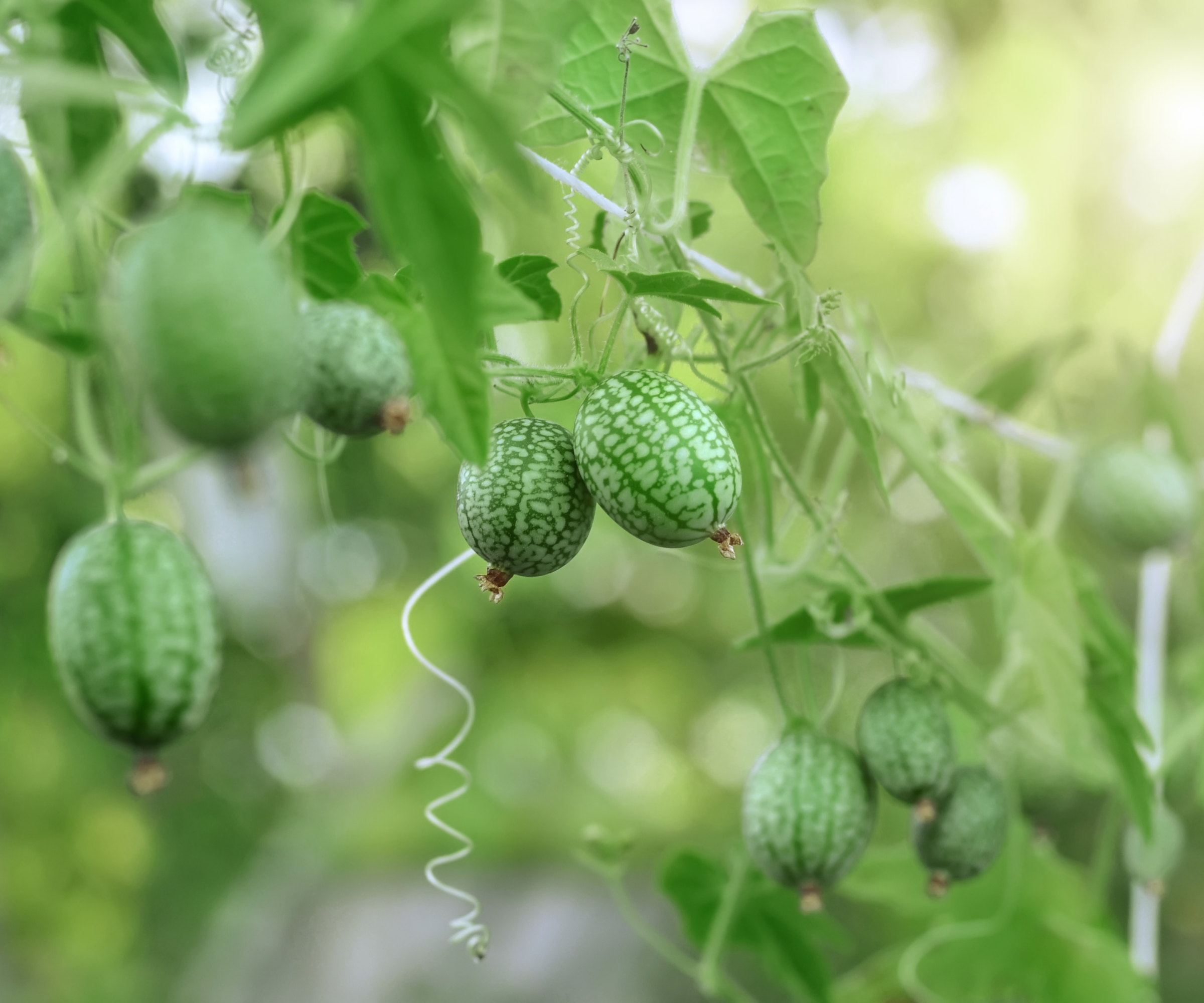Cucamelon fruits growing on the vine of plants
