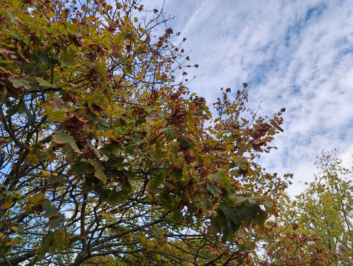 Leaves of a tree with sky in the background