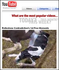 foalcambdmain.jpg