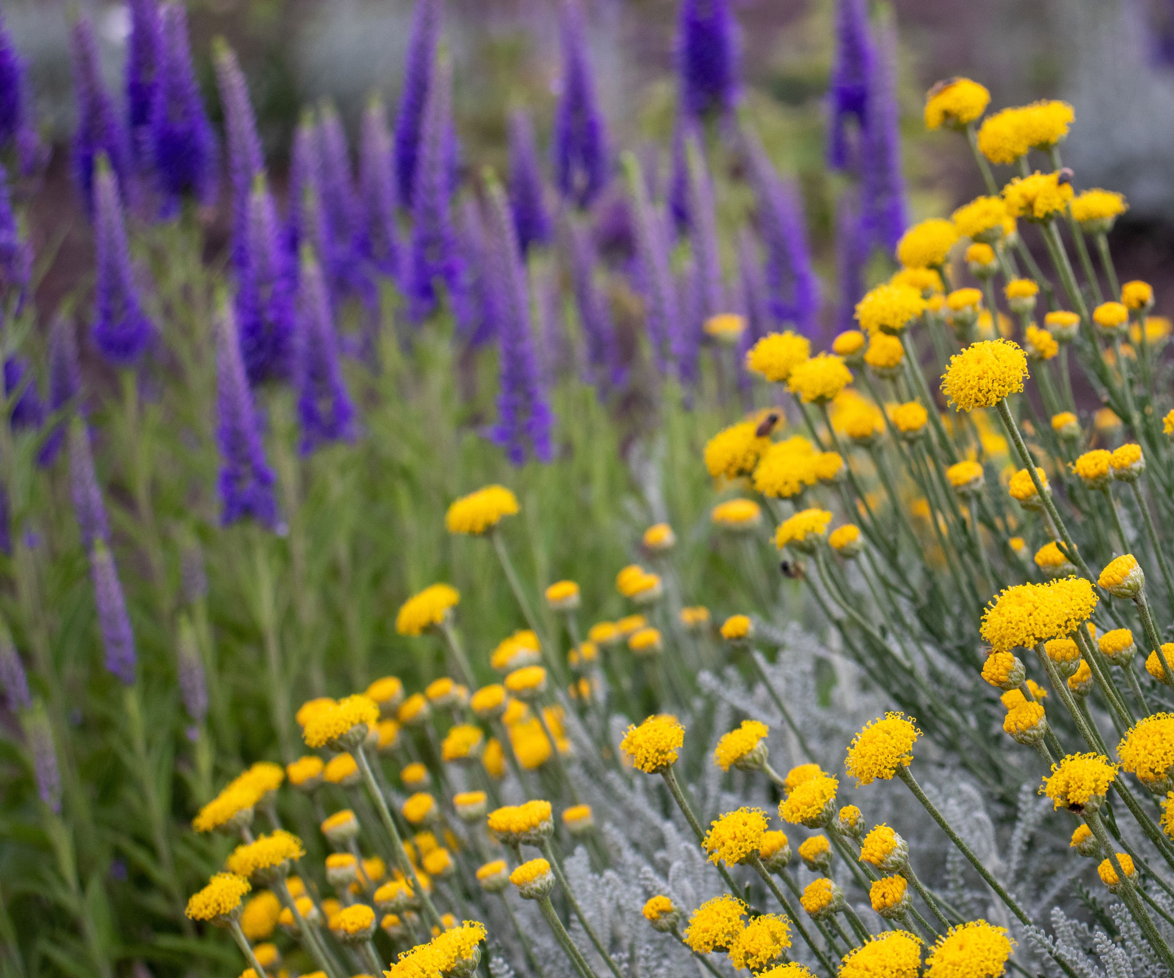 veronica and santolina in garden border