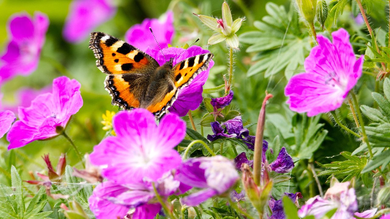 Tortoiseshell butterfly on geranium flowers