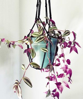 Purple striped Tradescantia zebrina plant in blue pot in macrame hanger in front of white wall
