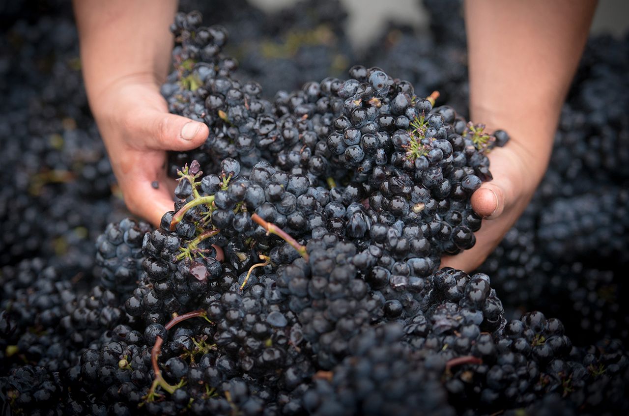 Napa Cabernet 2019