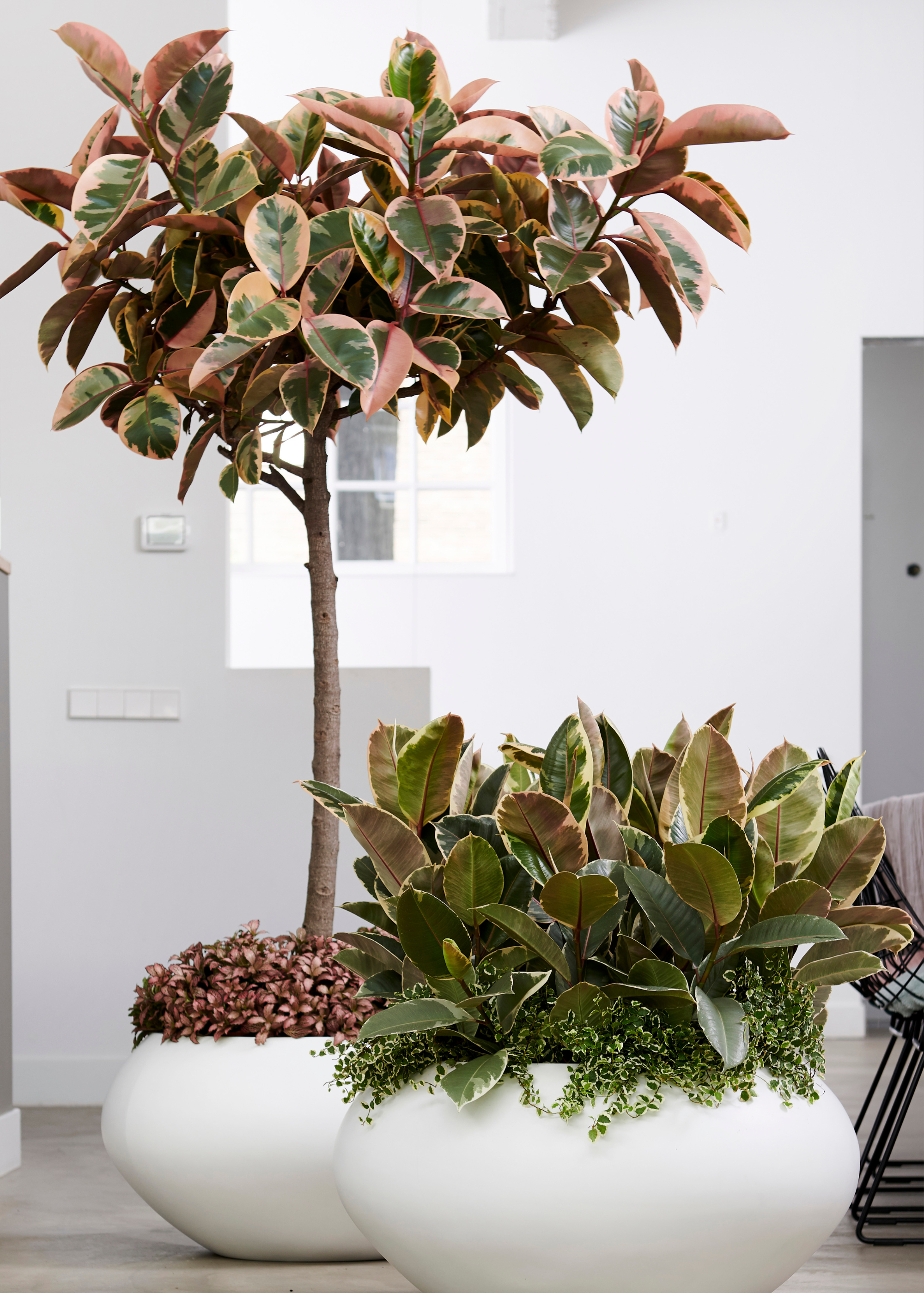 Two potted ficus plants in bowl planters