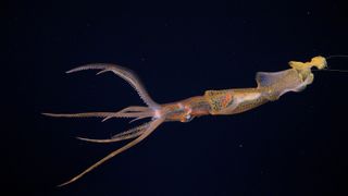 Squid photographed against black background of the deep sea