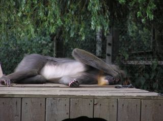 Mandrill covering eyes