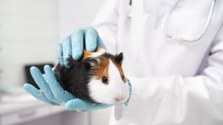 Guinea pig being handled by vet