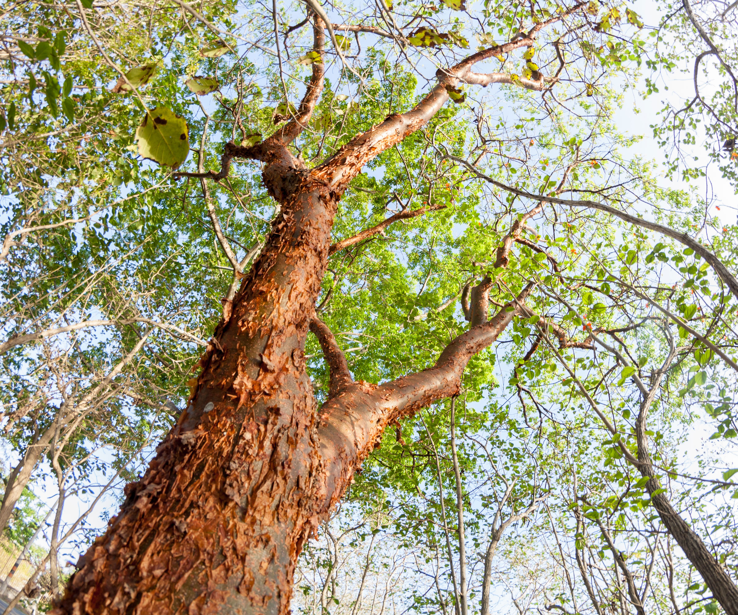 guambo limbo tree trunk showing rich peeling bark