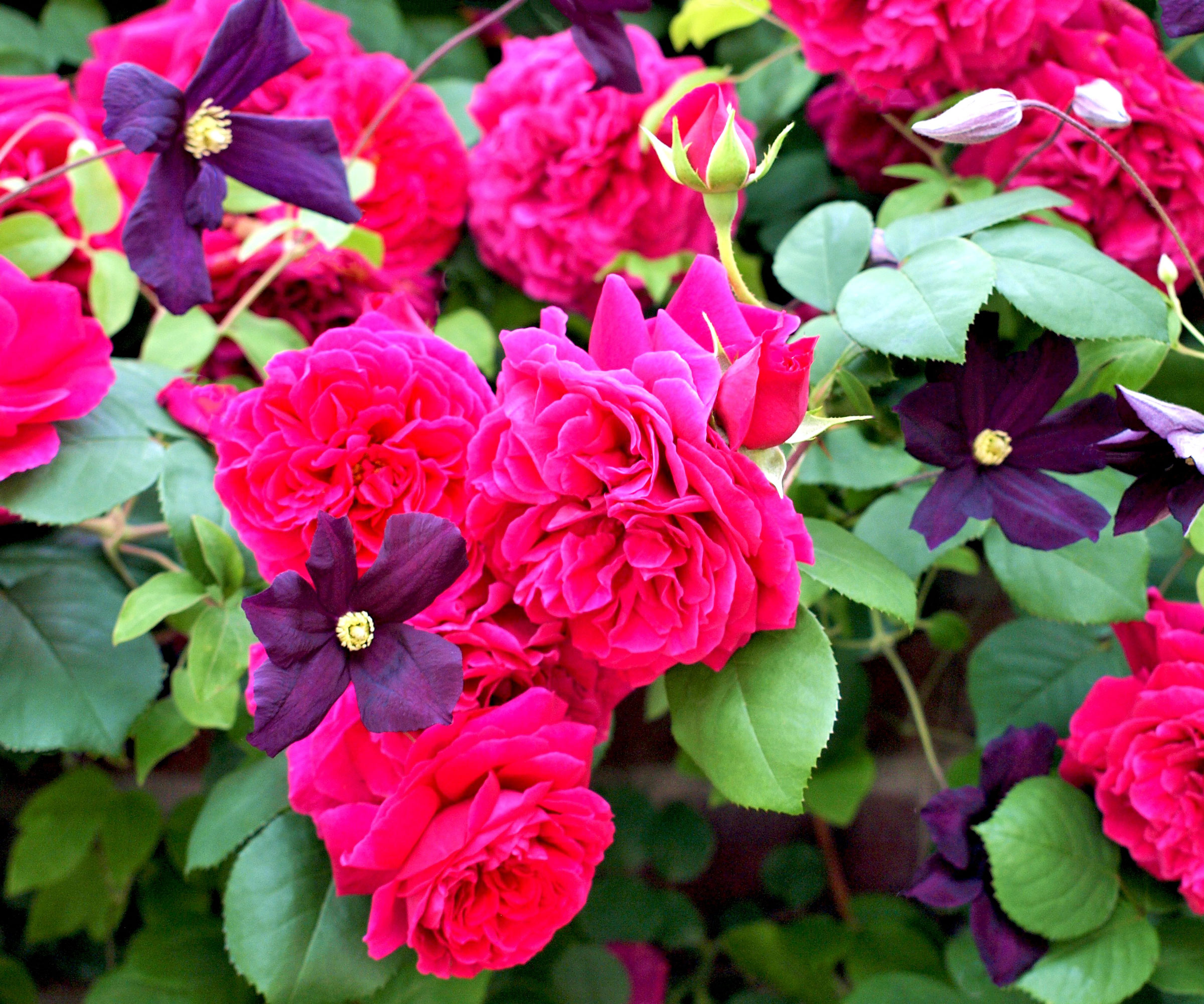 pink rose and dark purple clematis flowers