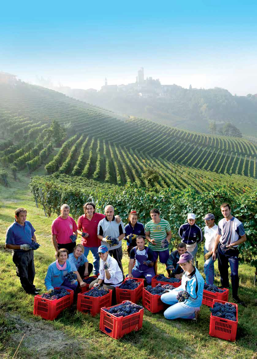 Harvest at Vietti