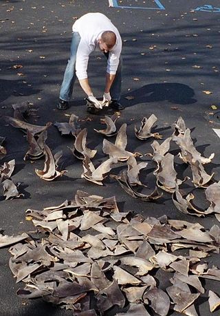 A man lays out illegally harvested shark fins. Scientist say some 38 million sharks are killed every year just for their fins.