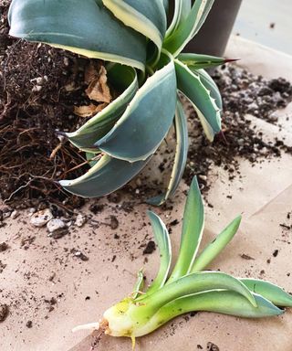 removing an agave pup