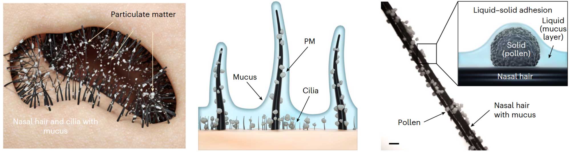 Bio-inspired capillary force-driven super-adhesive filters