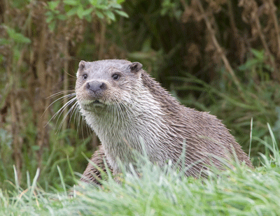 otter.gif