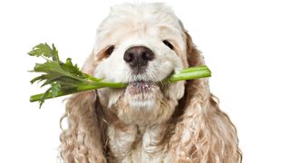 Dog with celery