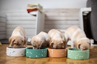 Labrador puppies eating