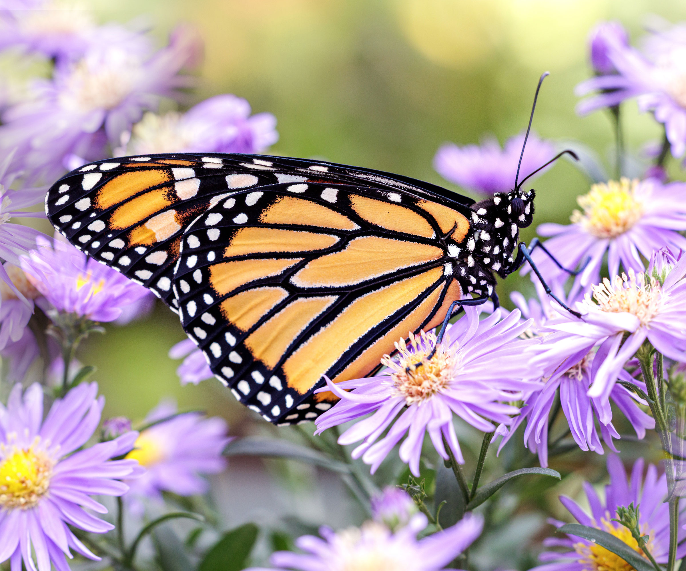 monarch butterfly on purple aster flowers