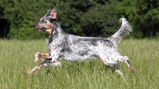 English setter galloping in meadow