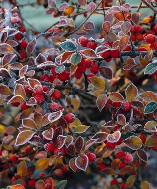 frost on cotoneaster berries
