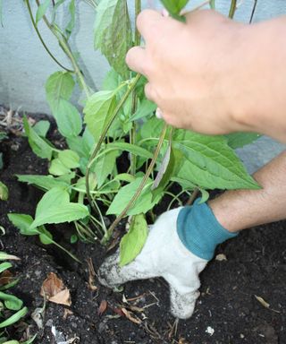 Male hands planting a black eyed Susan