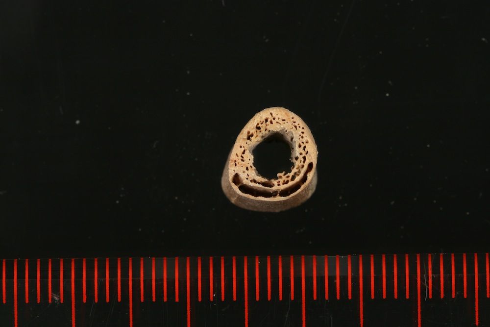 cross section of fossil humerus bone from siberian skeleton