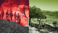 Photo collage of two halved of an olive tree. On the left, the tree is a burnt, ashy stump, with Israeli soldiers standing next to it. The image is tinted red. On the right, a flourishing olive tree is being harvested by two Palestinian men. The image is tinted green.