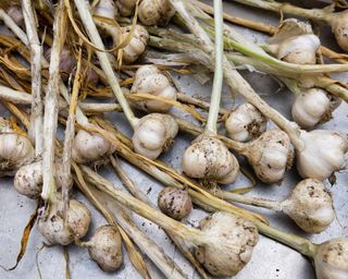 Picardy Wight home grown garlic recently harvested and put to dry in greenhouse before plaiting to keep over winter