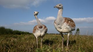 Two great bustards standing in a field