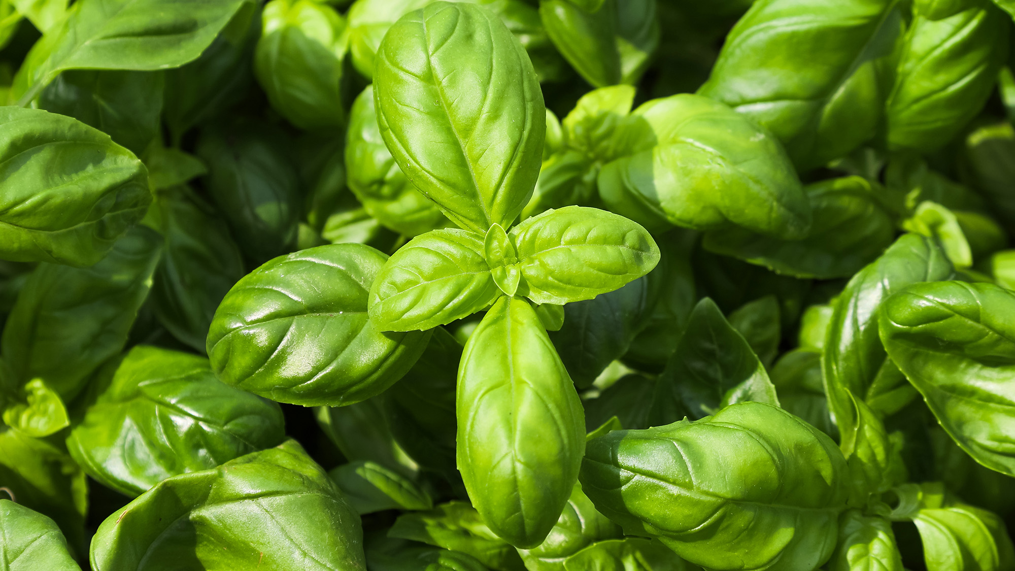 Basil