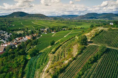 Vineyards in Pfalz. Credit: VDP by Peter Bender Top value grosses gew&auml;chs