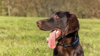 Flat-coated Retriever