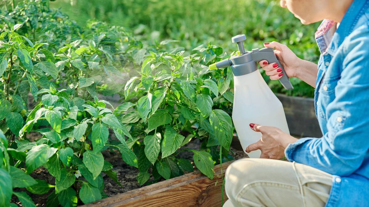 These Organic Pest Control Products Actually Work — Without Harsh Chemicals