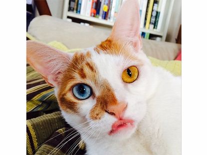7 Cats Who Have More Followers Than You On Instagram 