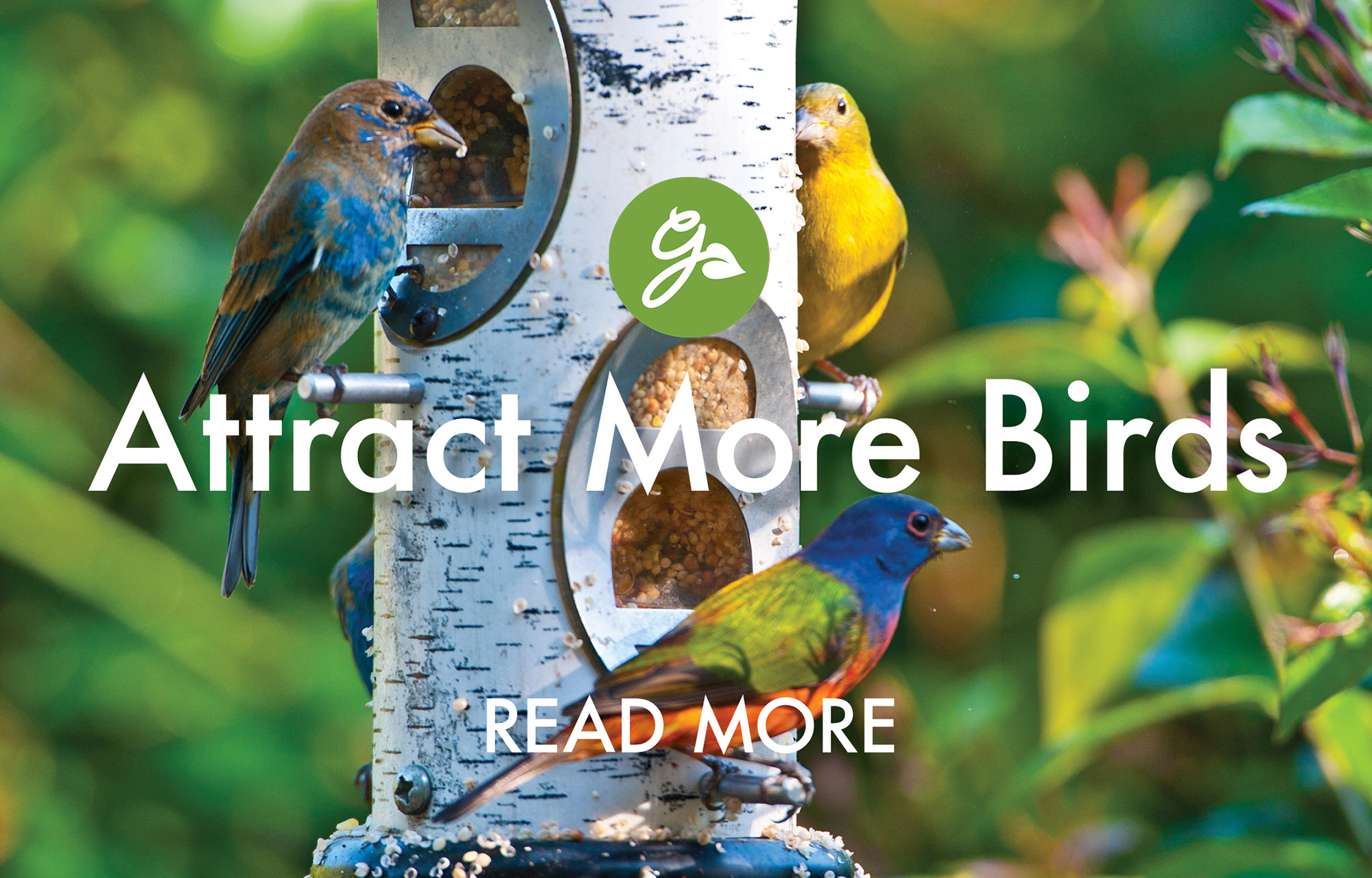 Read more about attracting more birds in winter. Image shows birds resting at garden bird feeder